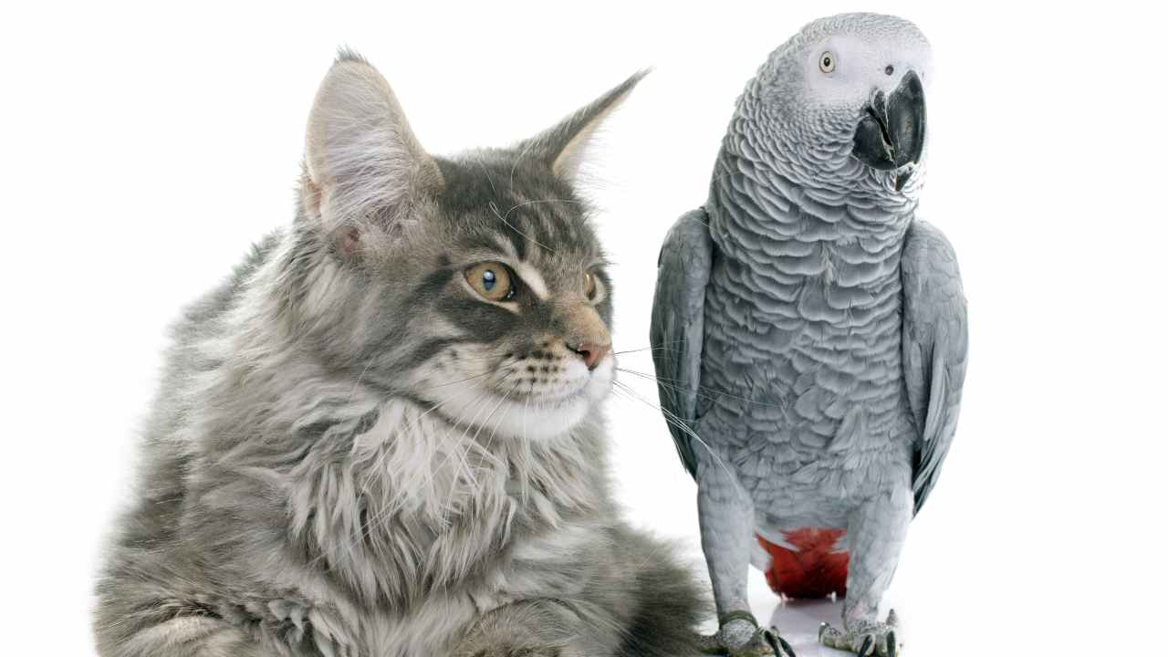 gatto e pappagallo Gatto e pappagallo possono vivere insieme?