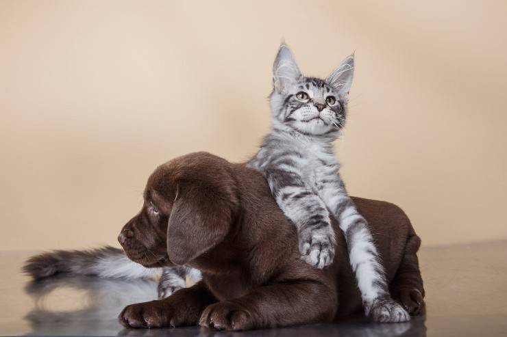 cane gatto cani gatti non vanno d'accordo