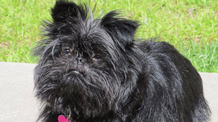 Cane Affenpinscher Affenpinscher