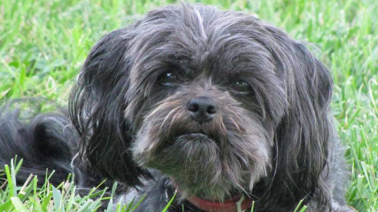 Affenpinscher malato Affenpinscher anziano