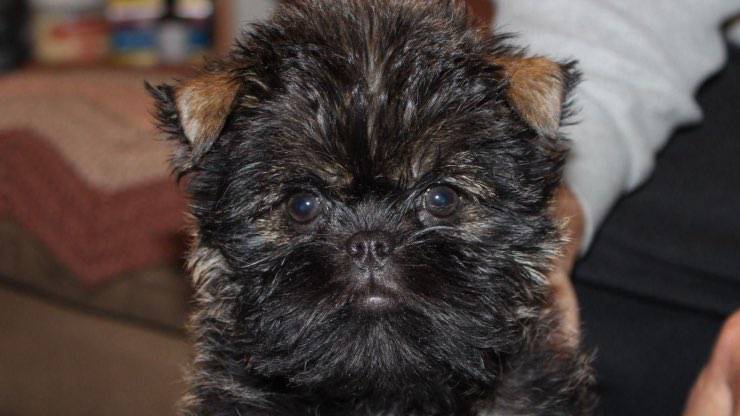 Cucciolo di Affenpinscher Malattie comuni Affenpinscher