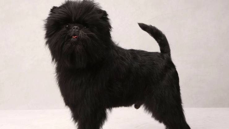 Affenpinscher Affenpinscher