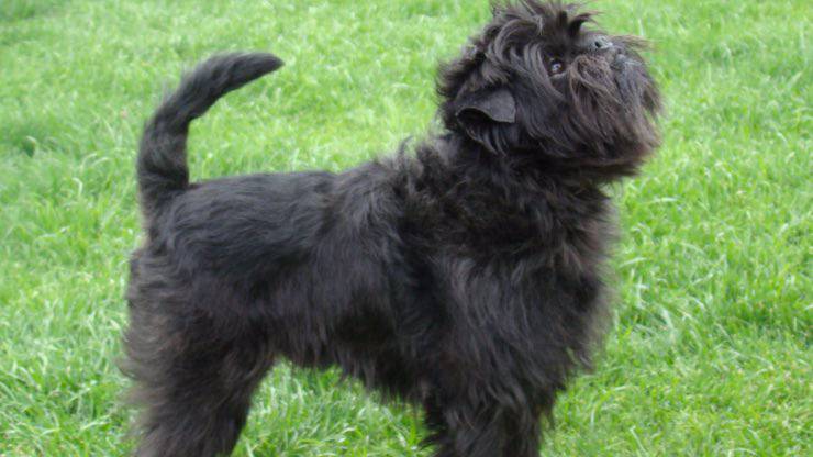 Affenpinscher sul prato Malattie Affenpinscher
