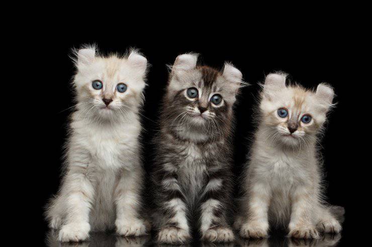 American Curl
