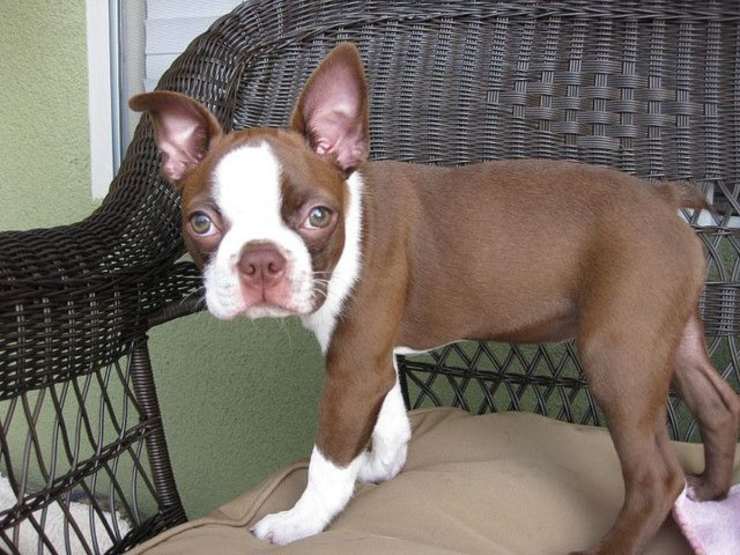 Malattie più comuni del Boston Terrier Malattie più comuni del Boston Terrier
