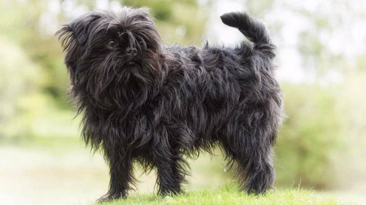 Affenpinscher Affenpinscher