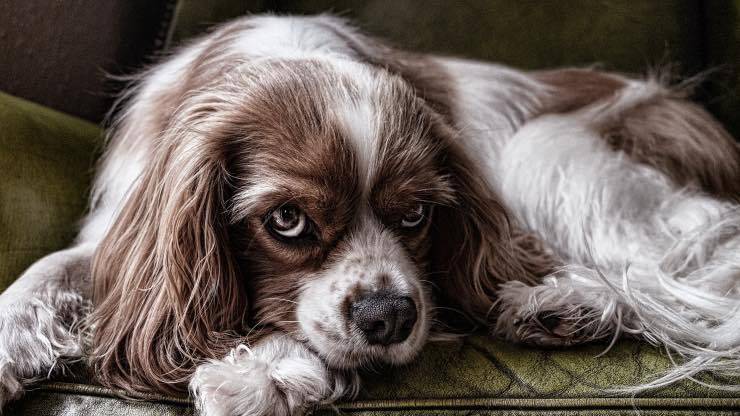 Cane epilettico Dieta chetogenica nell'epilessia del cane
