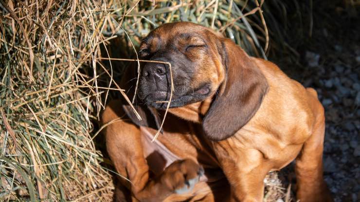 cane con psoriasi che si gratta Cane con psoriasi che si gratta