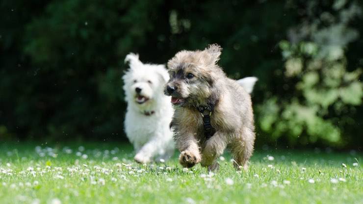 Cani che giocano Cani che giocano