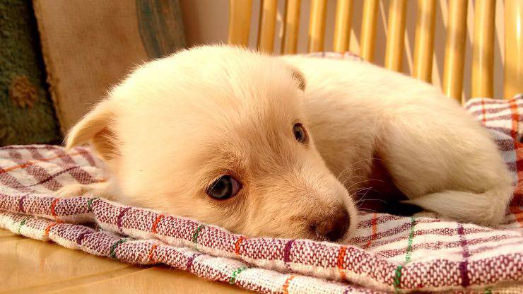 Cucciolo di cane malato Cucciolo malato