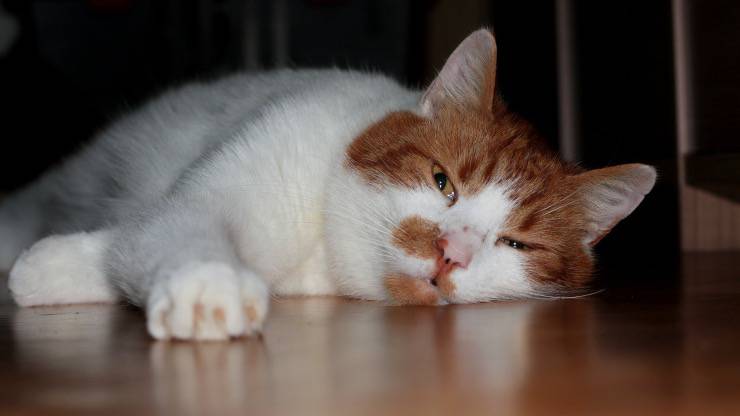 Gatto con criptococcosi nasale Gatto con criptococcosi nasale