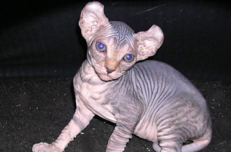 gatto Elfo