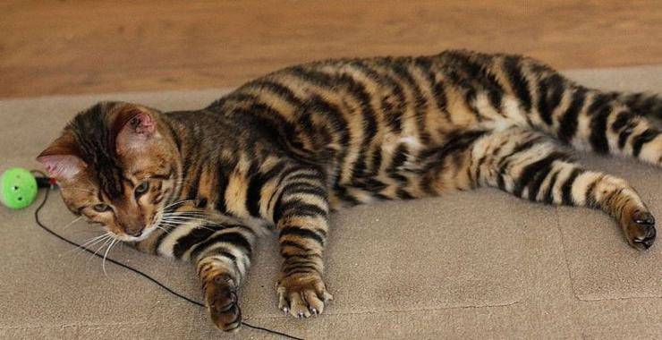 gatto Toyger