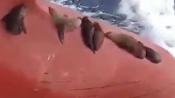 Leoni Marini Nave Passaggio Video