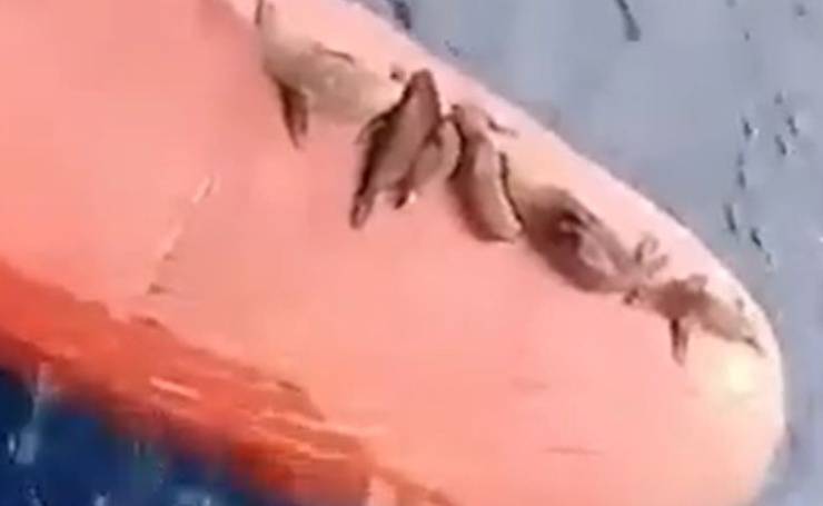 Leoni Marini Nave Passaggio Video