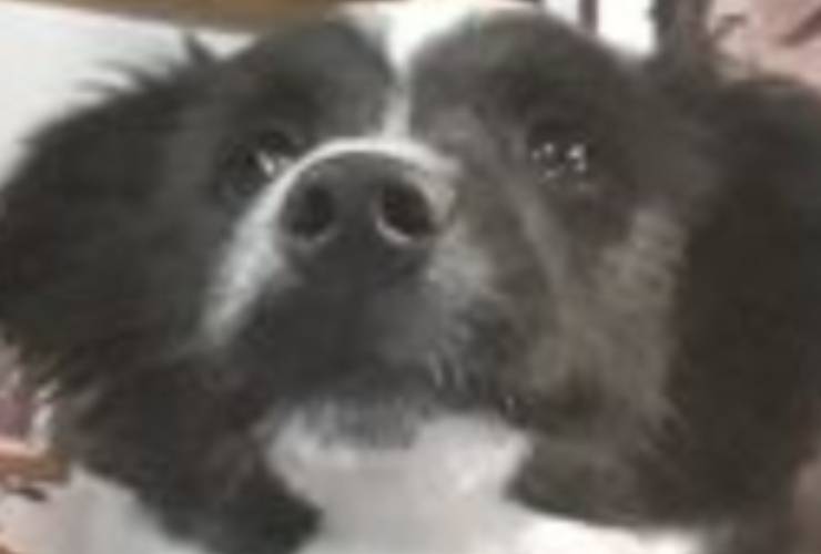 Cane Billy Marco
