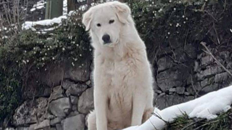 Cane Dakota Sparito Varenna