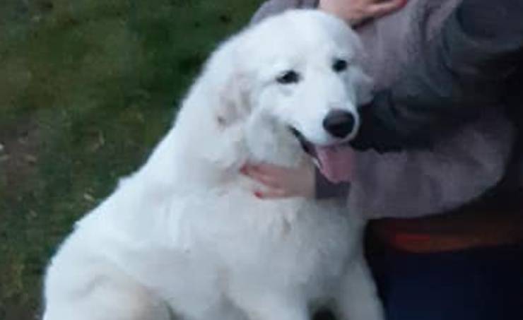 Cane Dakota Sparito Varenna