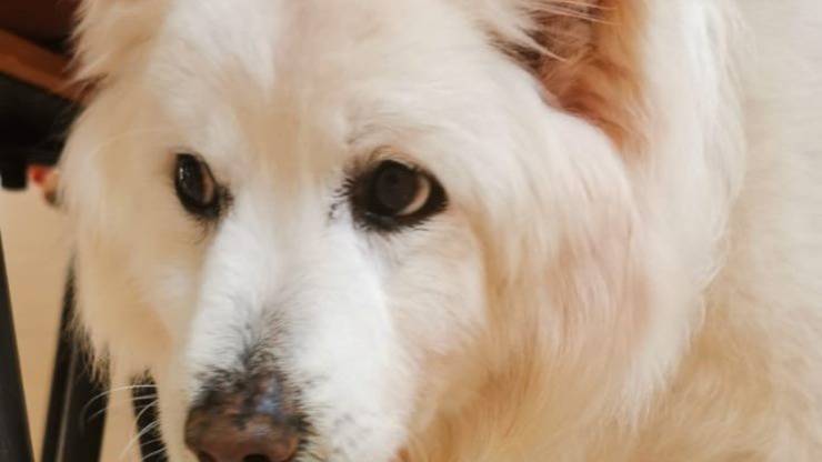 Cane Lazzaro Ipovedente
