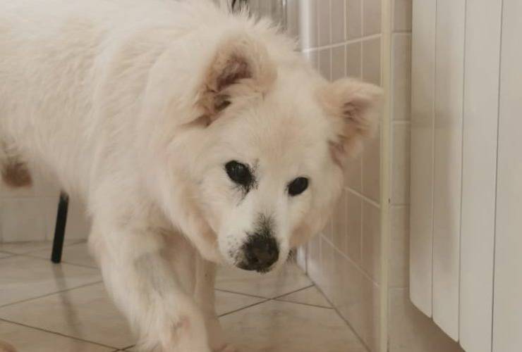 Cane Lazzaro Ipovedente