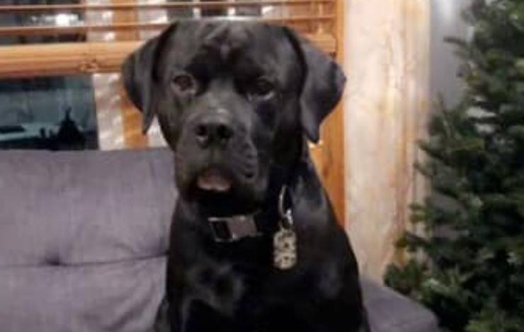 Cane Shadow Scomparso Video