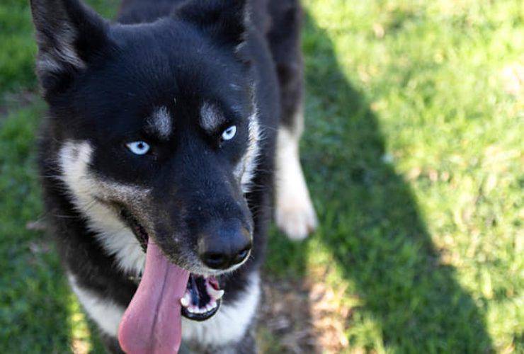 Cane Temaki Cerca Casa