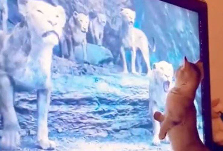 Gatto Il Re Leone Video