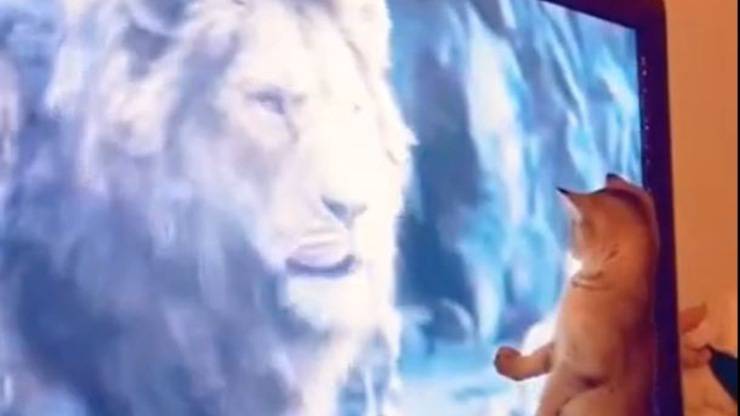 Gatto Il Re Leone Video