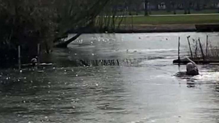 Cane Lago Padrone Londra Video