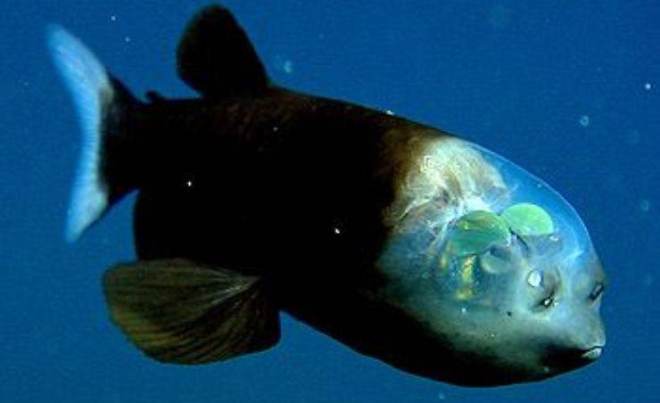 pesce trasparente