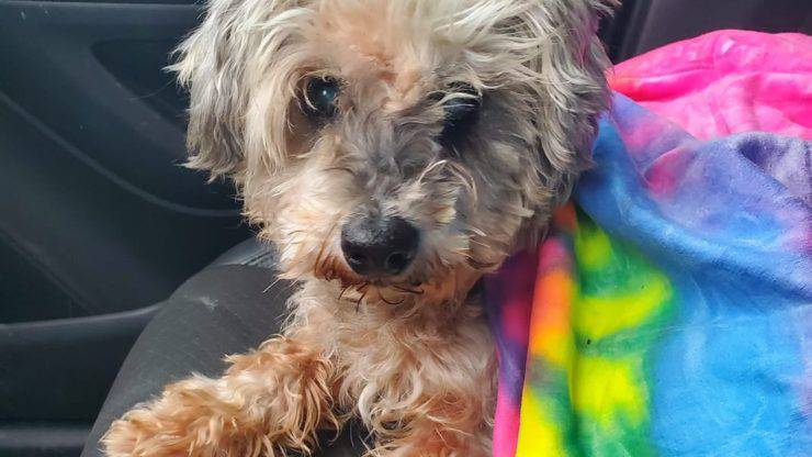 Cagnolina Maddie Uragano
