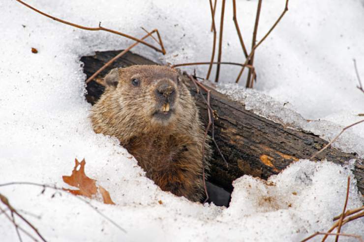marmotta previsione inverno 6 settimane