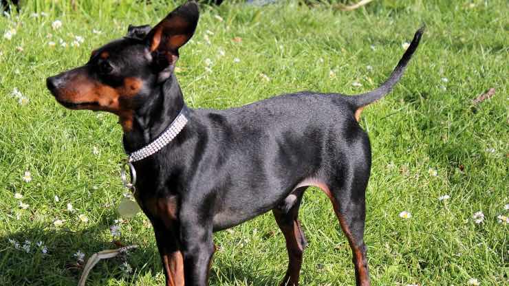 Pinscher Pinscher