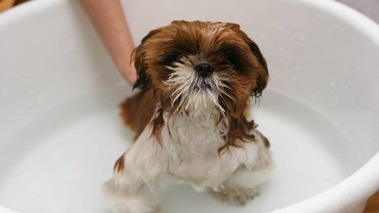 Cucciolo bagno