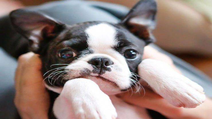 Malattie più comuni del Boston Terrier Malattie più comuni del Boston Terrier