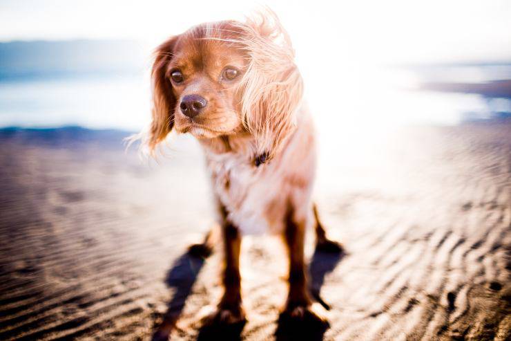 Il cane e il troppo sole Il cane e il troppo sole