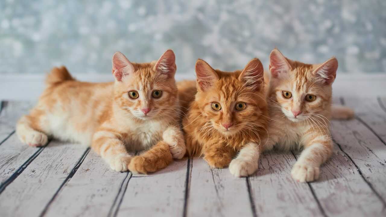 adottare american bobtail