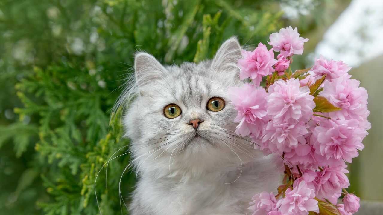 adottare british longhair