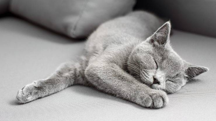 adottare british shorthair