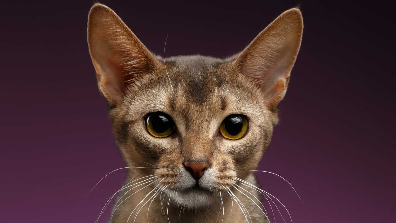 alimentazione gatto abissino