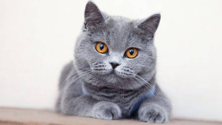 alimentazione british shorthair