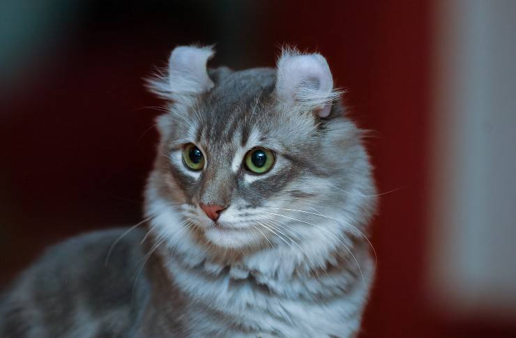 american curl