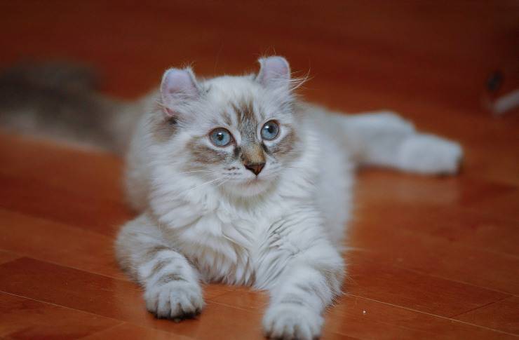 american curl
