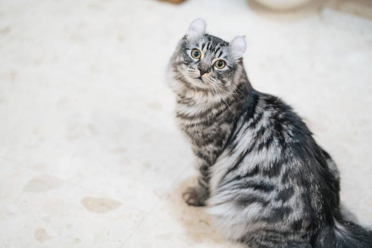 american curl
