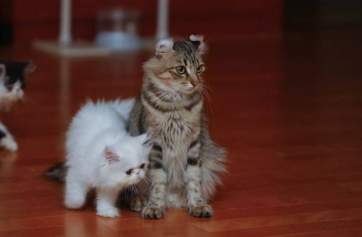 due cuccioli di american curl american curl