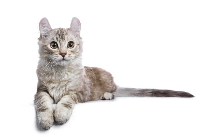 american curl