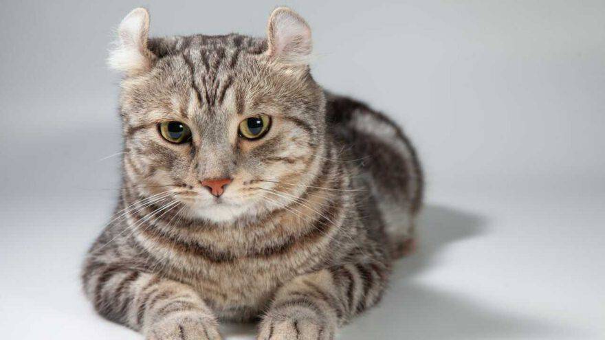 american curl