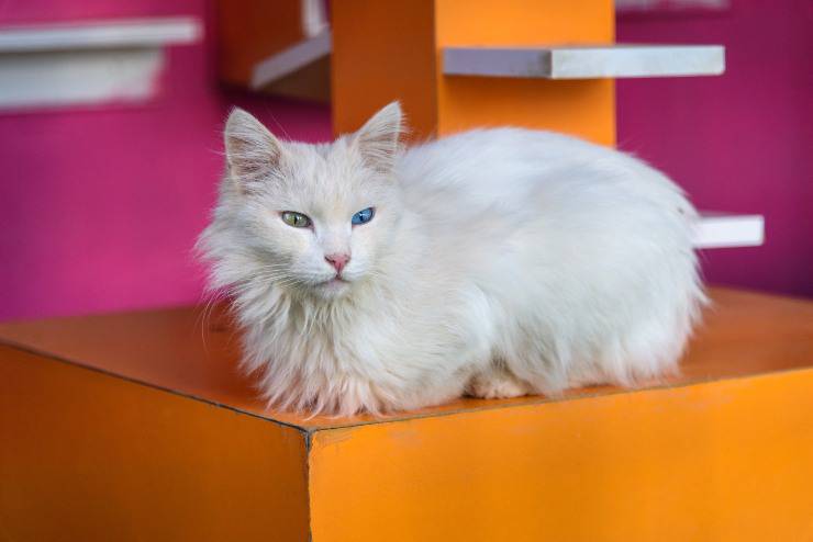 angora turco