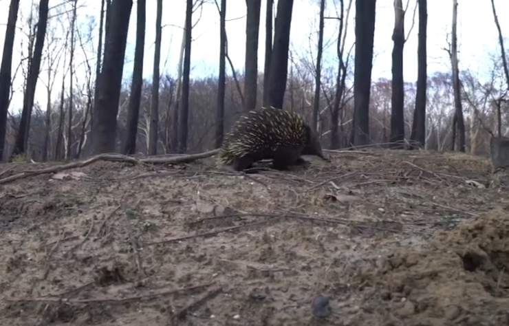 ospedale mobile cura animali selvatici