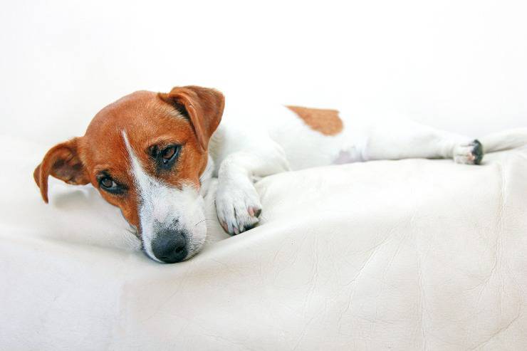 cane avvelenato avvelenamento da zinco nel cane